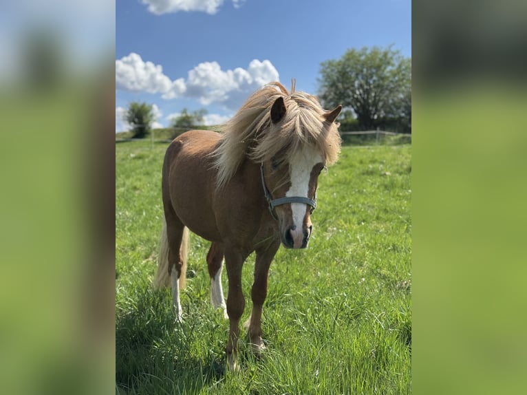 Welsh-A Hengst 3 Jaar 115 cm Vos in Ulrichstein