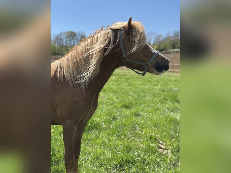 Welsh-A Hengst 3 Jaar 115 cm Vos in Ulrichstein