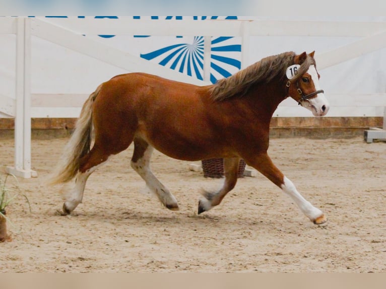Welsh-A Hengst 3 Jaar 116 cm Vos in Lübbenau
