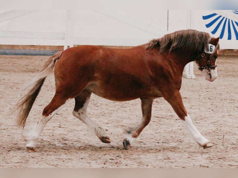 Welsh-A Hengst 3 Jaar 116 cm Vos in Lübbenau