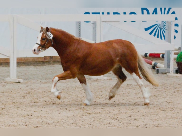Welsh-A Hengst 3 Jaar 116 cm Vos in Lübbenau