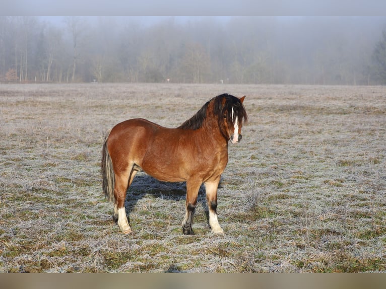 Welsh-A Hengst 3 Jaar 117 cm Bruin in Herleshausen