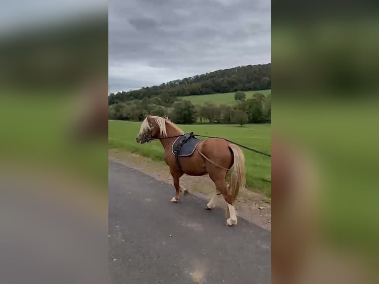 Welsh-A Hengst 3 Jaar 117 cm Vos in Ulrichstein
