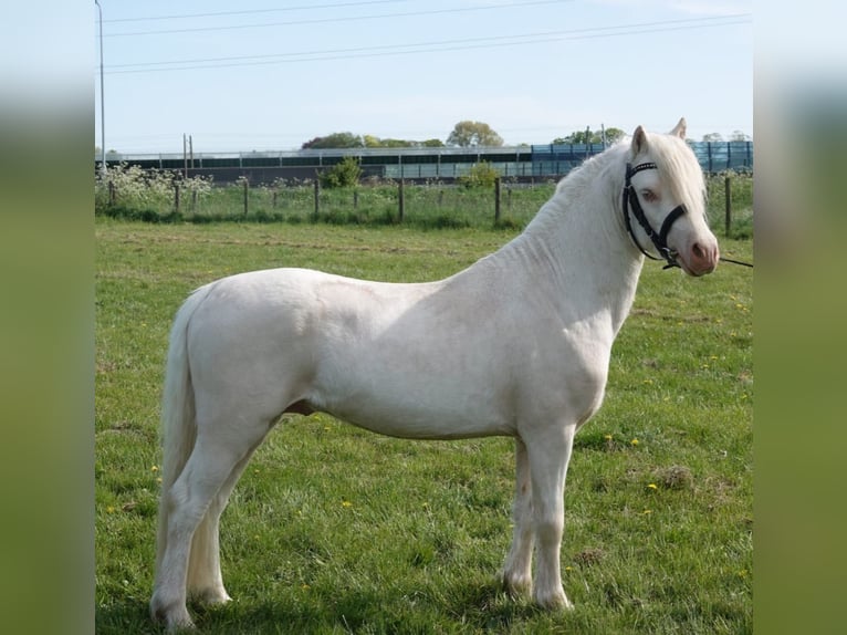Welsh-A Hengst 3 Jaar 120 cm Cremello in Zoelen