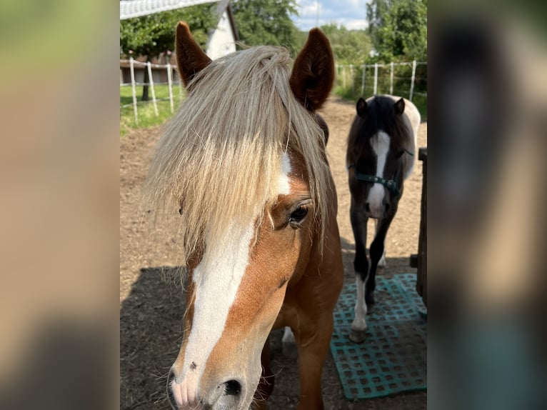Welsh-A Hengst 3 Jahre 115 cm Fuchs in Ulrichstein