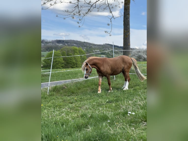 Welsh-A Hengst 3 Jahre 115 cm Fuchs in Ulrichstein