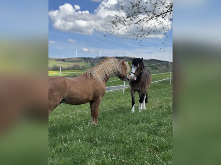 Welsh-A Hengst 3 Jahre 115 cm Fuchs in Ulrichstein