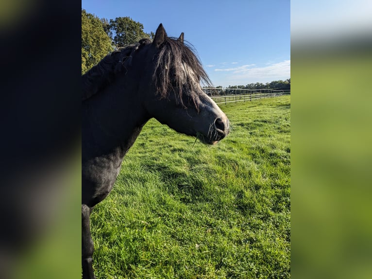 Welsh-A Hengst 3 Jahre 115 cm Kann Schimmel werden in Twistringen