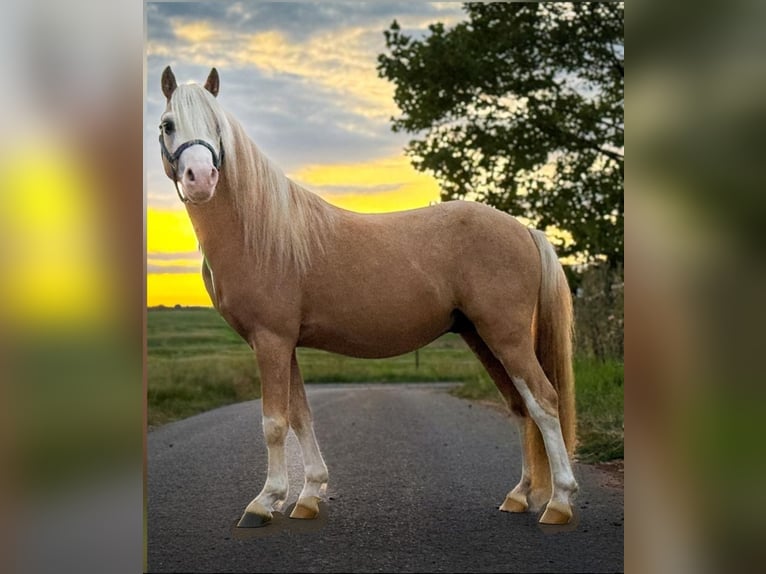 Welsh-A Hengst 3 Jahre 115 cm Palomino in Hungen