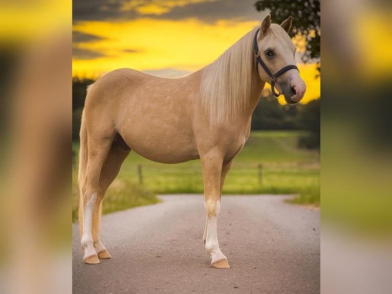 Welsh-A Hengst 3 Jahre 115 cm Palomino in Hungen