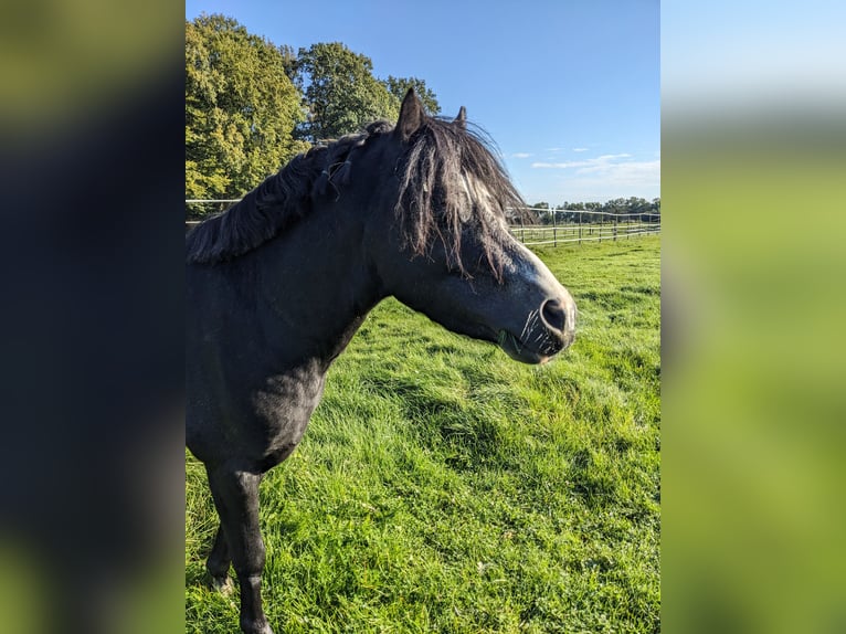 Welsh-A Hengst 3 Jahre 115 cm Rappe in Twistringen