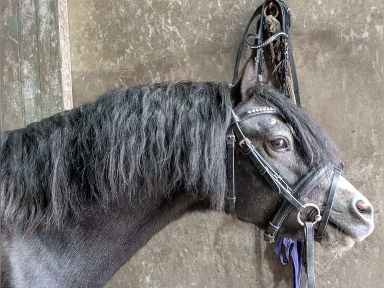 Welsh-A Hengst 3 Jahre 115 cm Rappe in Twistringen