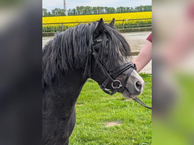 Welsh-A Hengst 3 Jahre 115 cm Rappe in Twistringen