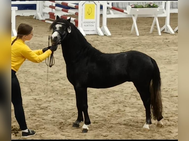 Welsh-A Hengst 3 Jahre 115 cm Rappe in Twistringen