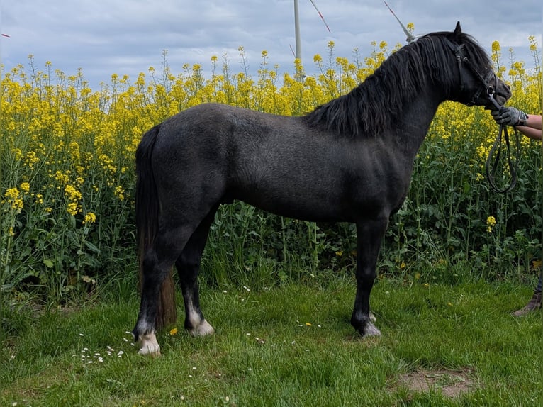 Welsh-A Hengst 3 Jahre 115 cm Rappe in Twistringen
