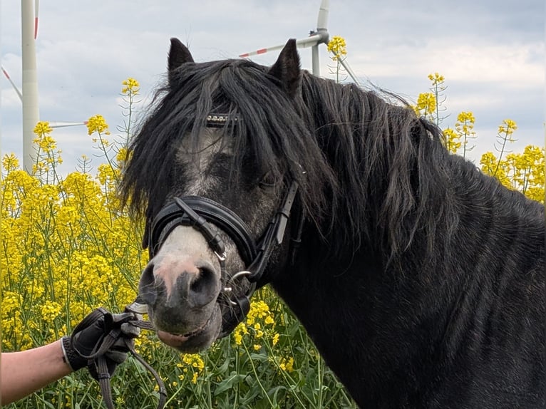 Welsh-A Hengst 3 Jahre 115 cm Rappe in Twistringen