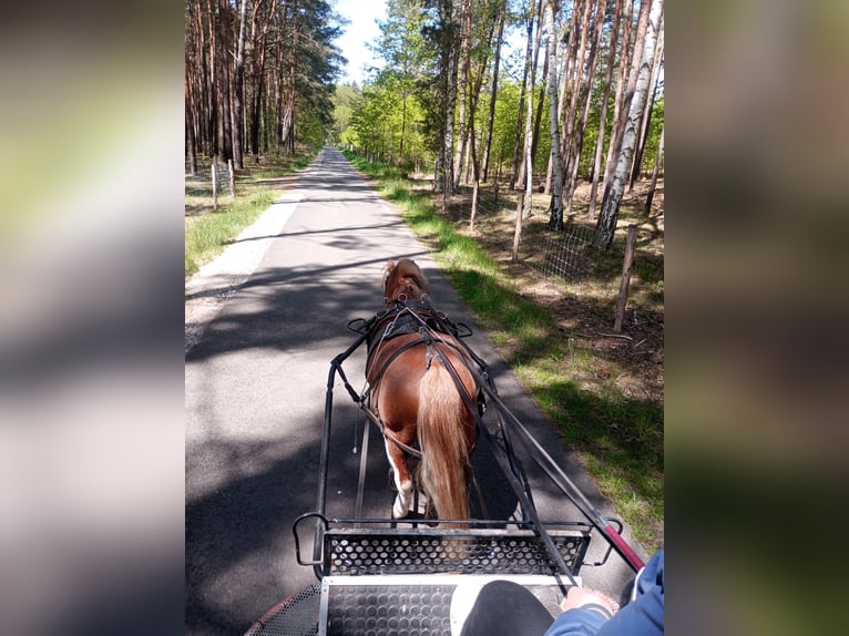 Welsh-A Hengst 3 Jahre 116 cm Fuchs in Lübbenau