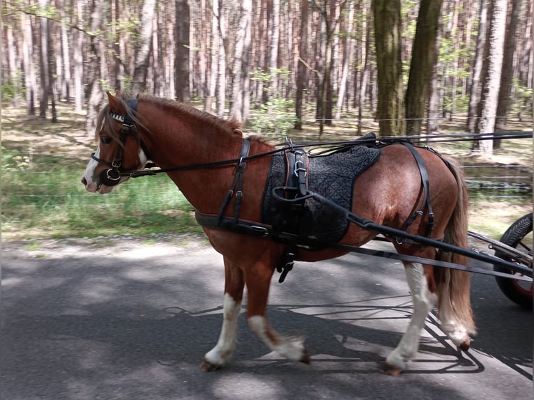 Welsh-A Hengst 3 Jahre 116 cm Fuchs in Lübbenau