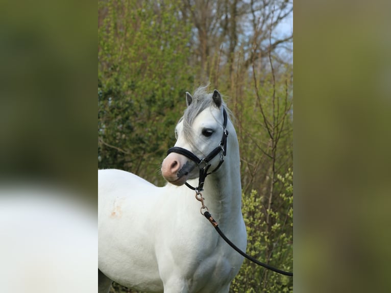 Welsh-A Hengst 3 Jahre 116 cm Schimmel in Ruinerwold