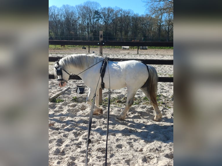 Welsh-A Hengst 3 Jahre 116 cm Schimmel in Ruinerwold