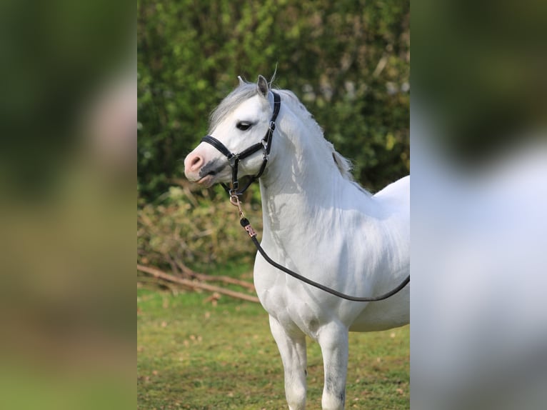 Welsh-A Hengst 3 Jahre 116 cm Schimmel in Ruinerwold