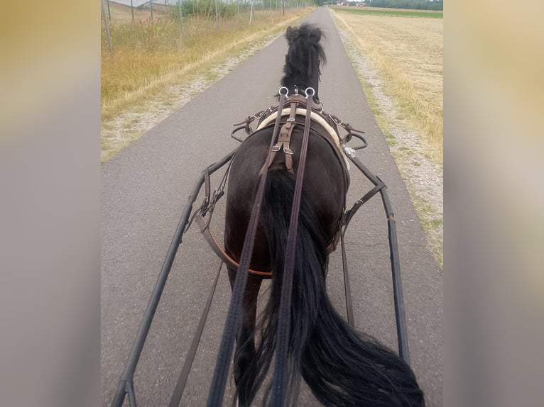 Welsh-A Hengst 3 Jahre 118 cm Rappe in Lübbenau