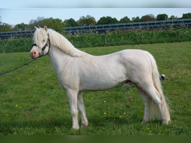 Welsh-A Hengst 3 Jahre 120 cm Cremello in Zoelen