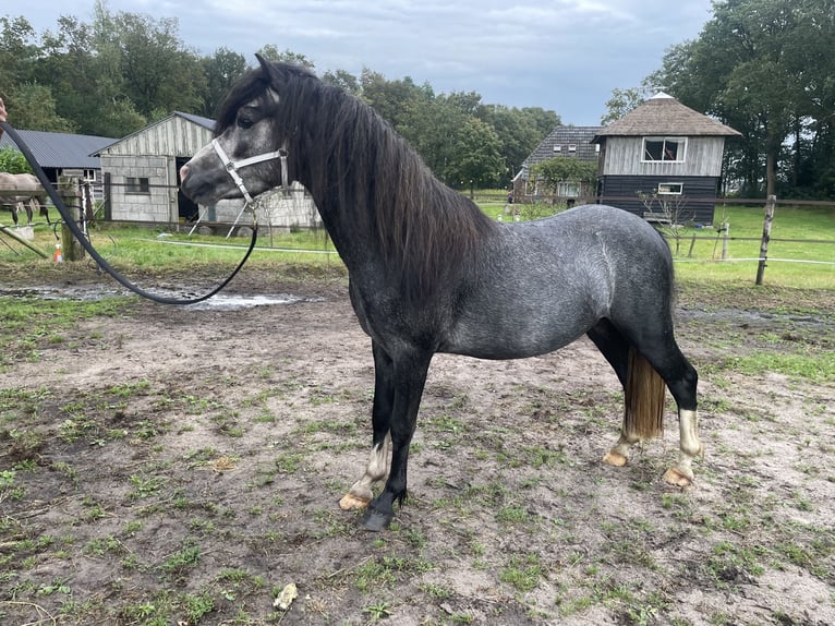 Welsh-A Hengst 3 Jahre 120 cm Rappschimmel in Hellendoorn