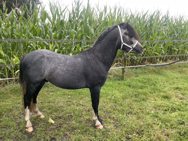 Welsh-A Hengst 3 Jahre 120 cm Rappschimmel in Hellendoorn