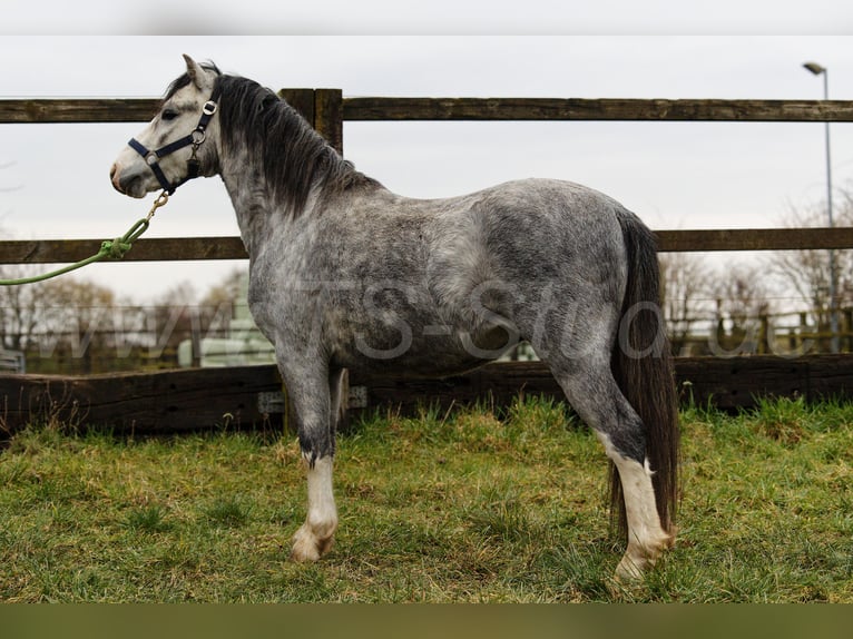 Welsh-A Hengst 3 Jahre 120 cm Schimmel in Meerbusch