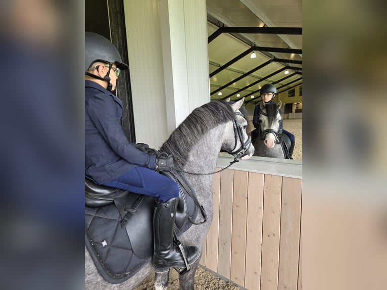 Welsh-A Hengst 3 Jahre 122 cm Schimmel in Nieuwe Niedorp