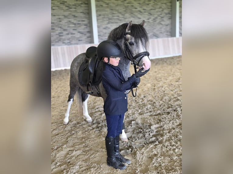 Welsh-A Hengst 3 Jahre 122 cm Schimmel in Nieuwe Niedorp