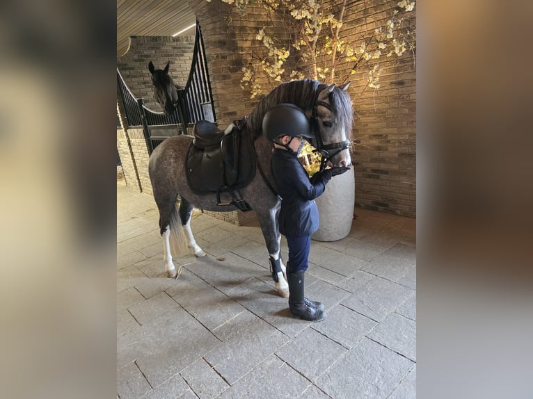 Welsh-A Hengst 3 Jahre 122 cm Schimmel in Nieuwe Niedorp