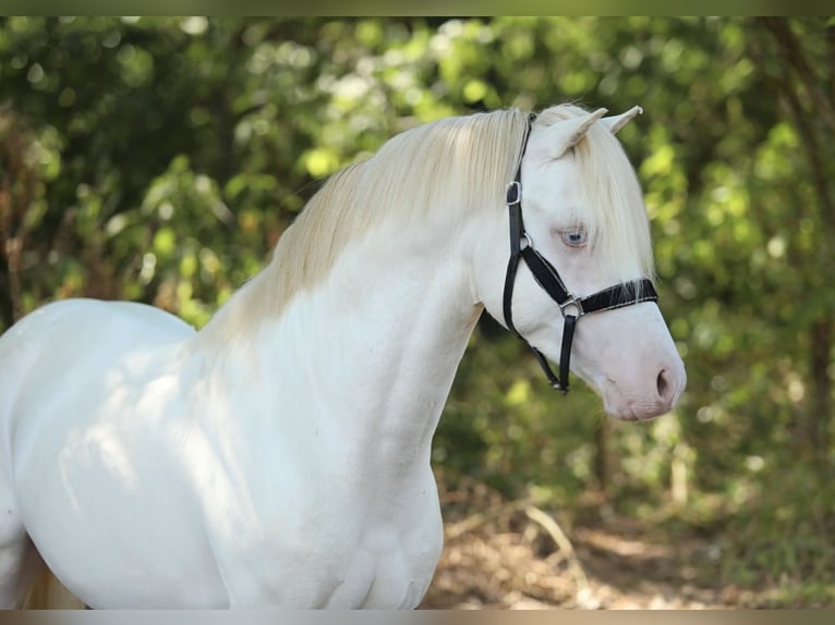 Welsh-A Hengst 3 Jahre 123 cm Cremello in Aalten