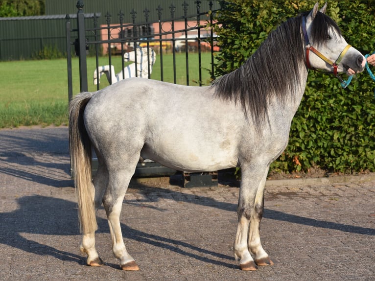 Welsh-A Hengst 3 Jahre Apfelschimmel in Achtmaal