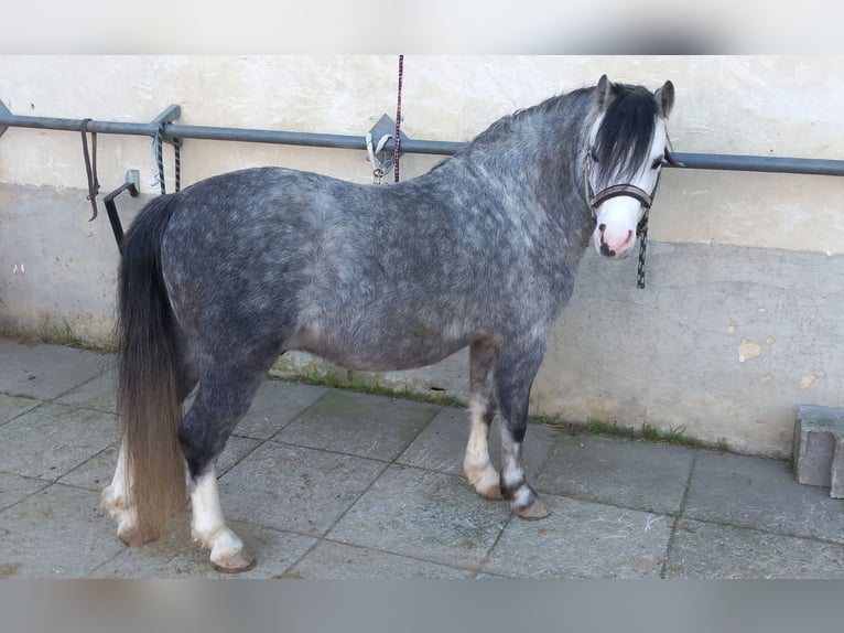 Welsh-A Hengst 4 Jaar 114 cm Blauwschimmel in Mörbisch am See