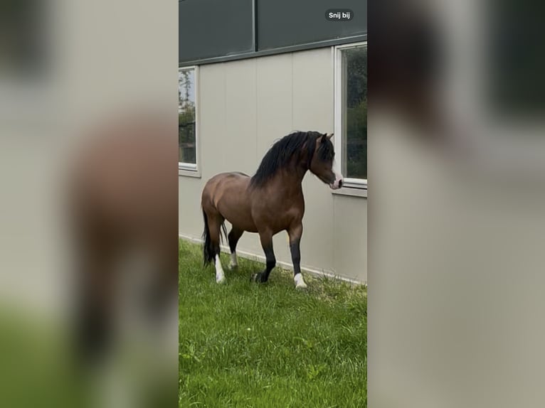 Welsh-A Hengst 4 Jaar 117 cm Bruin in Easterein