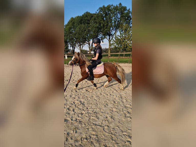 Welsh-A Hengst 4 Jaar 117 cm Vos in Gendt