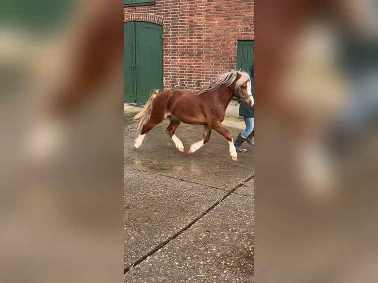 Welsh-A Hengst 4 Jaar 117 cm Vos in Gendt