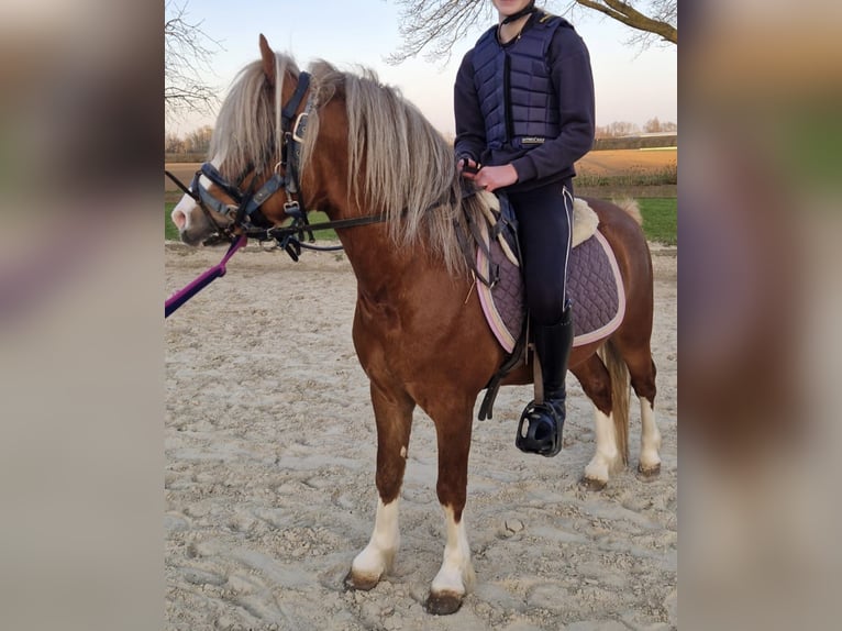 Welsh-A Hengst 4 Jaar 117 cm Vos in Gendt