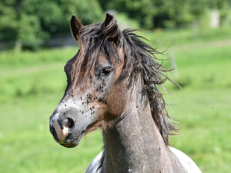 Welsh-A Hengst 4 Jaar  in Hanušovice