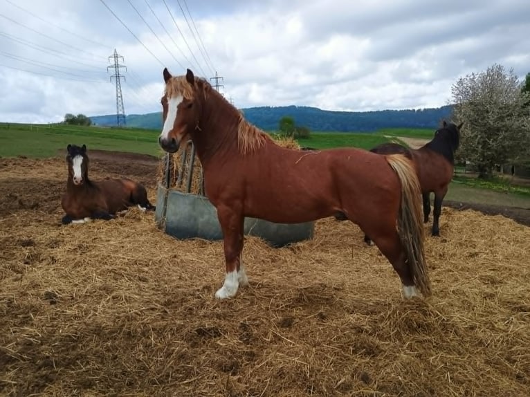 Welsh-A Hengst 4 Jaar  in Hanušovice