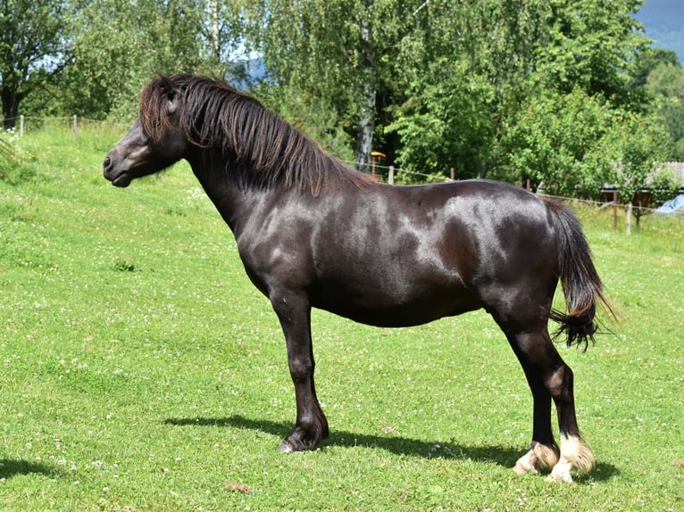 Welsh-A Hengst 4 Jaar  in Hanušovice
