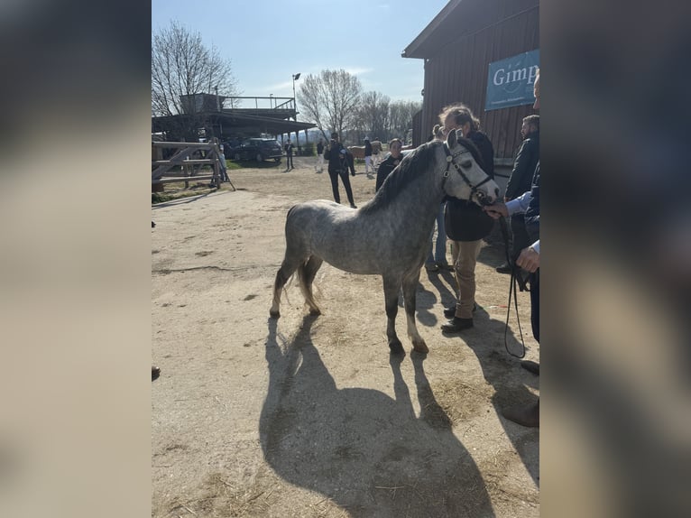 Welsh-A Hengst 4 Jahre 112 cm Schimmel in Mörbisch