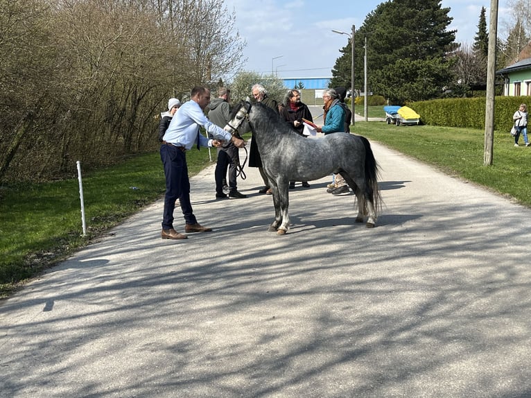 Welsh-A Hengst 4 Jahre 112 cm Schimmel in Mörbisch