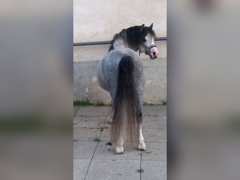 Welsh-A Hengst 4 Jahre 114 cm Blauschimmel in Mörbisch am See