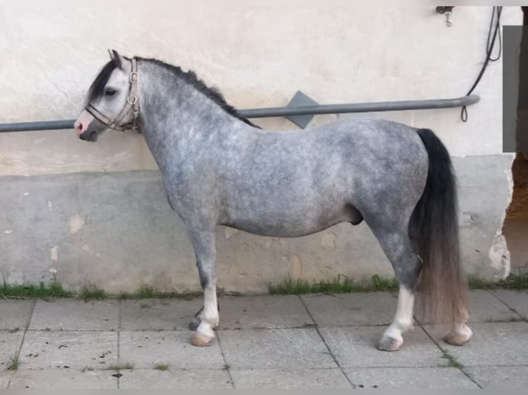 Welsh-A Hengst 4 Jahre 114 cm Blauschimmel in Mörbisch am See