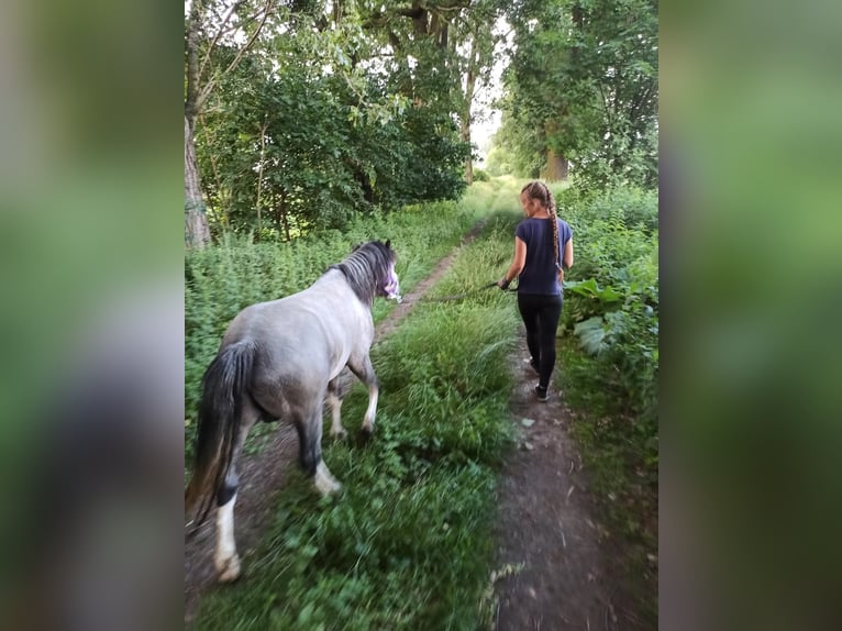 Welsh-A Hengst 4 Jahre 115 cm Kann Schimmel werden in K&#x119;dzierzy&#x144;-kozle