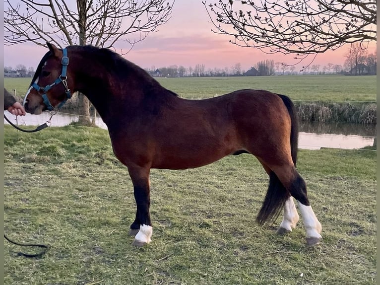 Welsh-A Hengst 4 Jahre 117 cm Brauner in Easterein