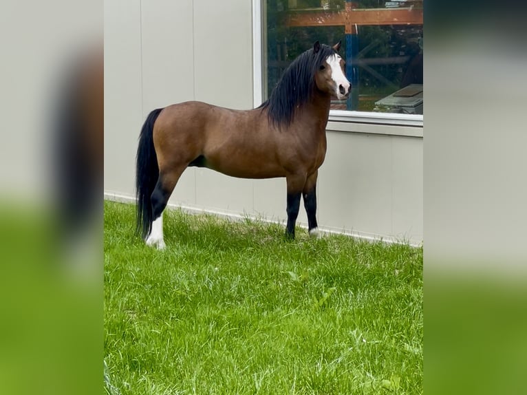 Welsh-A Hengst 4 Jahre 117 cm Brauner in Easterein